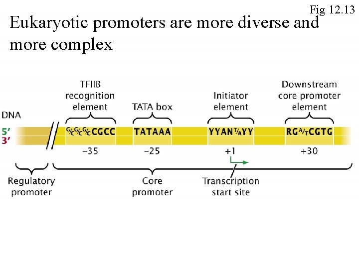 Fig 12. 13 Eukaryotic promoters are more diverse and more complex 