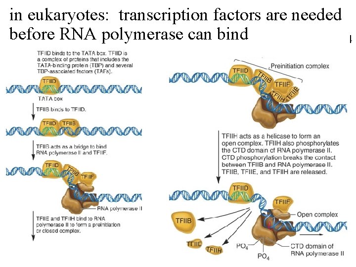 in eukaryotes: transcription factors are needed before RNA polymerase can bind Fig 12. 14