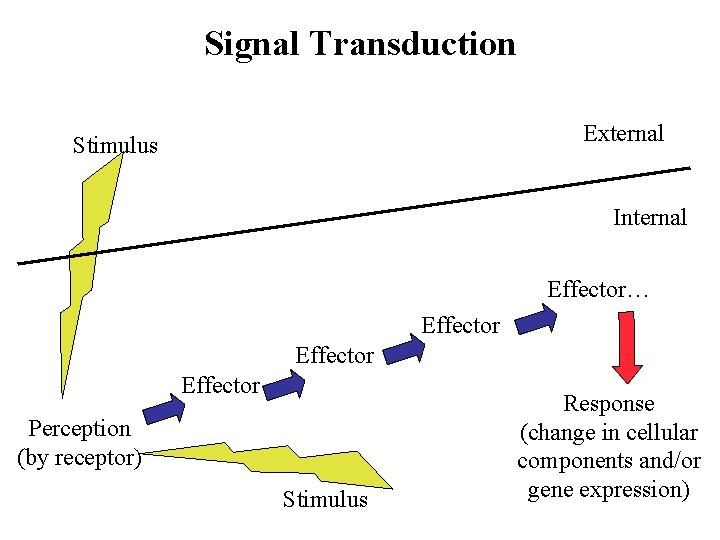 Signal Transduction External Stimulus Internal Effector… Effector Perception (by receptor) Stimulus Response (change in