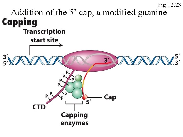 Fig 12. 23 Addition of the 5’ cap, a modified guanine 