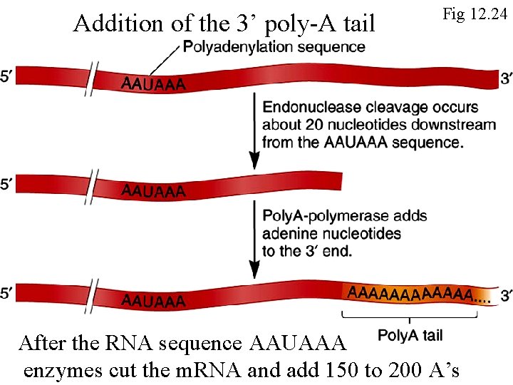 Addition of the 3’ poly-A tail Fig 12. 24 After the RNA sequence AAUAAA
