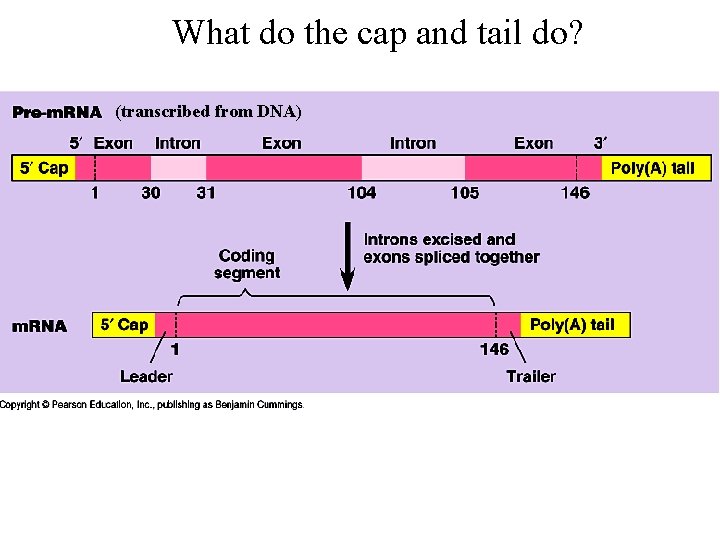 What do the cap and tail do? (transcribed from DNA) 