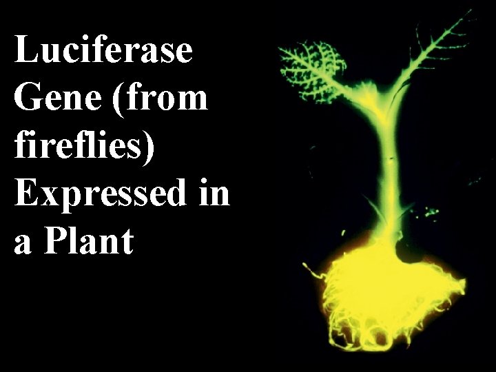 Luciferase Gene (from fireflies) Expressed in a Plant 