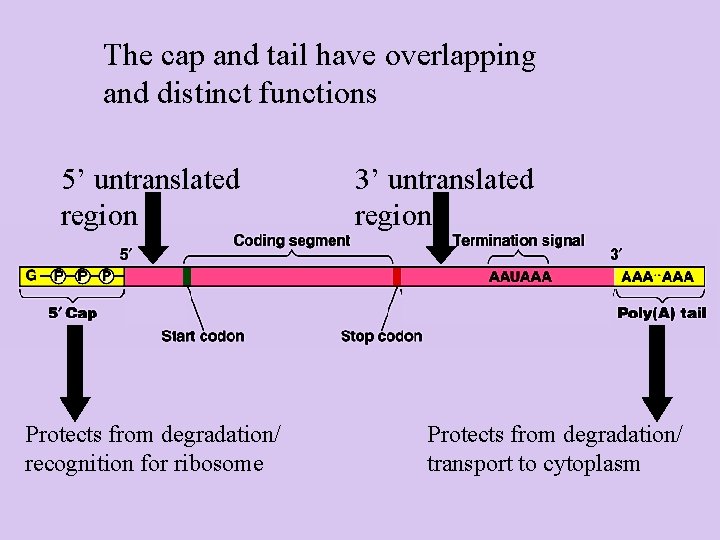 The cap and tail have overlapping and distinct functions 5’ untranslated region Protects from