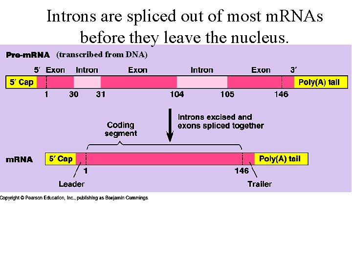 Introns are spliced out of most m. RNAs before they leave the nucleus. (transcribed