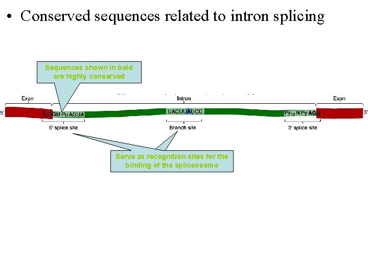  • Conserved sequences related to intron splicing Sequences shown in bold are highly