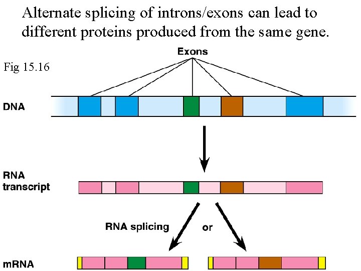 Alternate splicing of introns/exons can lead to different proteins produced from the same gene.