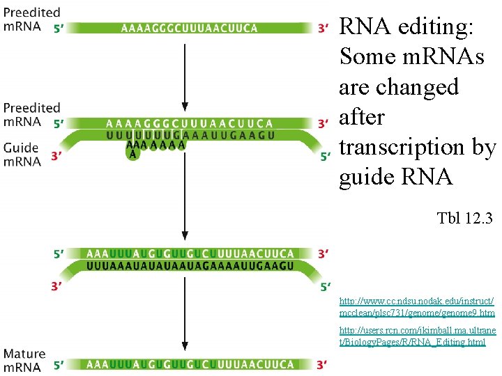 RNA editing: Some m. RNAs are changed after transcription by guide RNA Tbl 12.