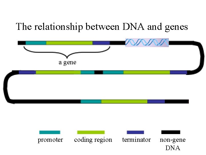 The relationship between DNA and genes a gene promoter coding region terminator non-gene DNA