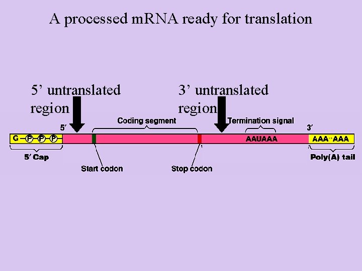 A processed m. RNA ready for translation 5’ untranslated region 3’ untranslated region 