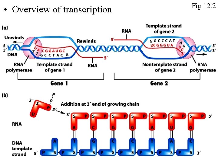  • Overview of transcription Fig 12. 2 