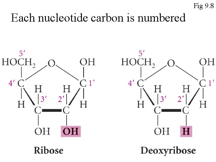 Fig 9. 8 Each nucleotide carbon is numbered 