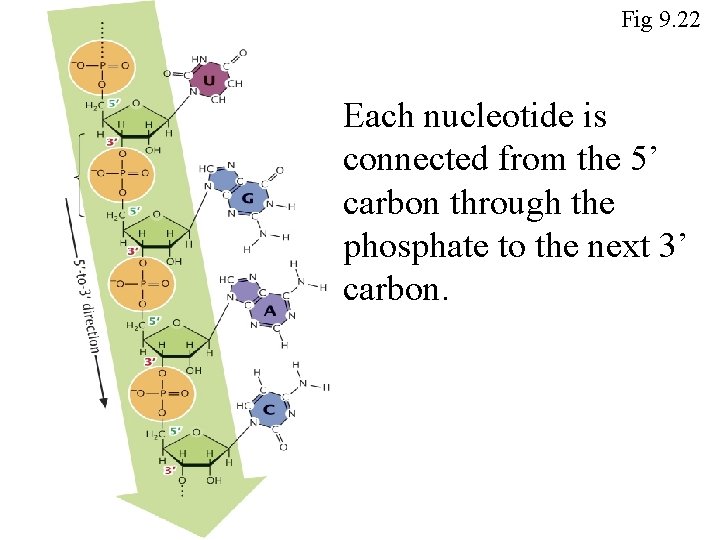 Fig 9. 22 Each nucleotide is connected from the 5’ carbon through the phosphate