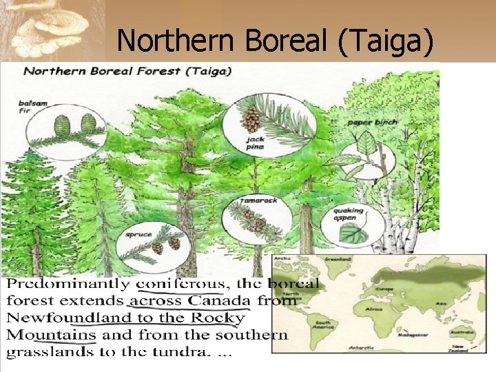 Northern Boreal (Taiga) 