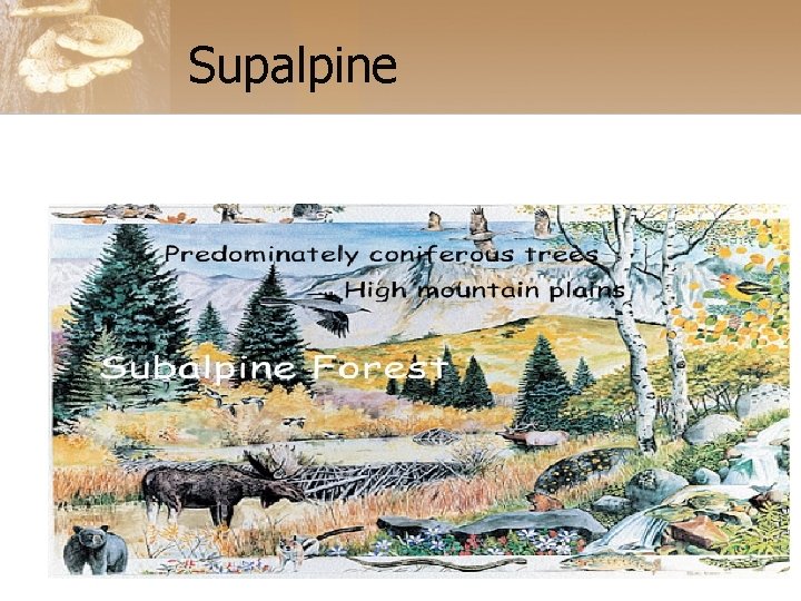 Supalpine 