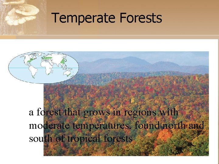 Temperate Forests a forest that grows in regions with moderate temperatures, found north and