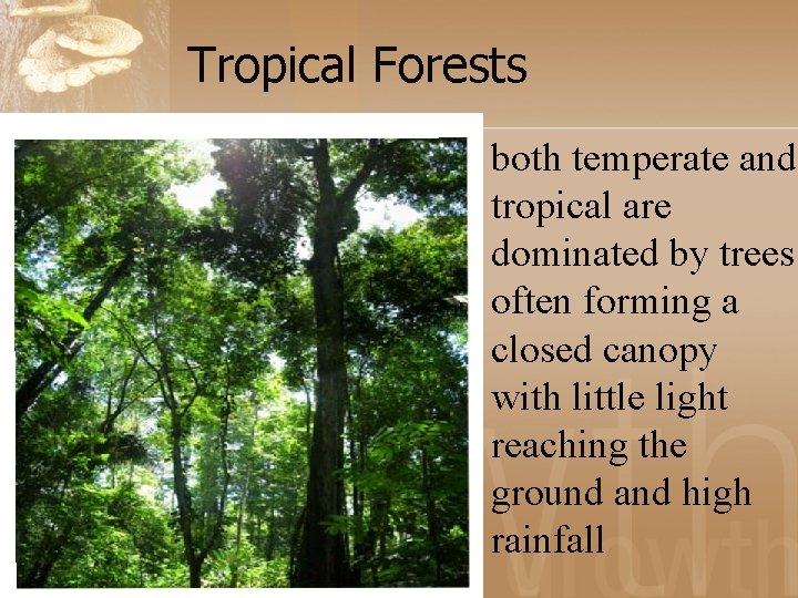 Tropical Forests both temperate and tropical are dominated by trees often forming a closed