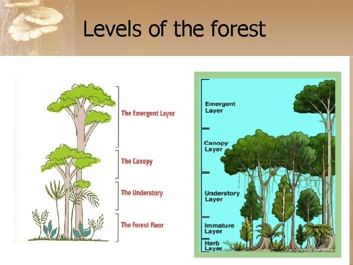 Levels of the forest 