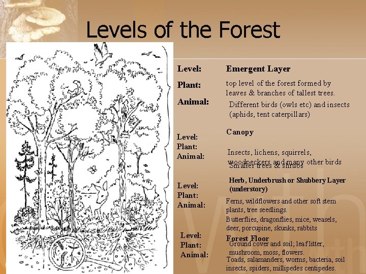 Levels of the Forest Level: Emergent Layer Plant: top level of the forest formed