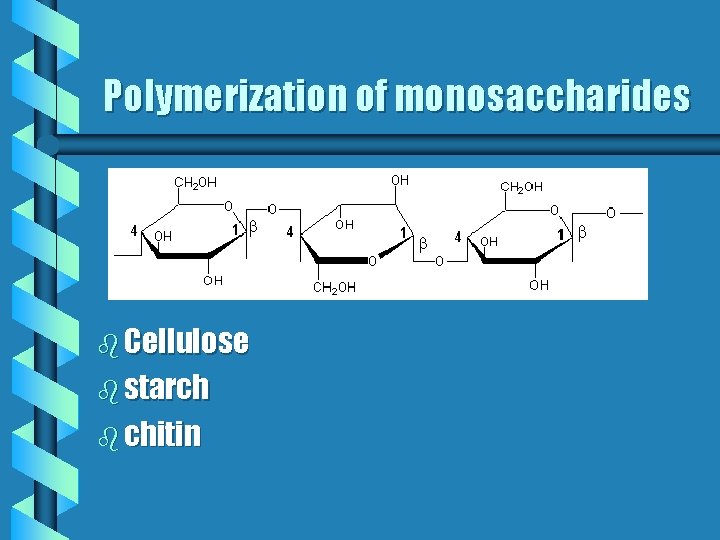 Polymerization of monosaccharides b Cellulose b starch b chitin 