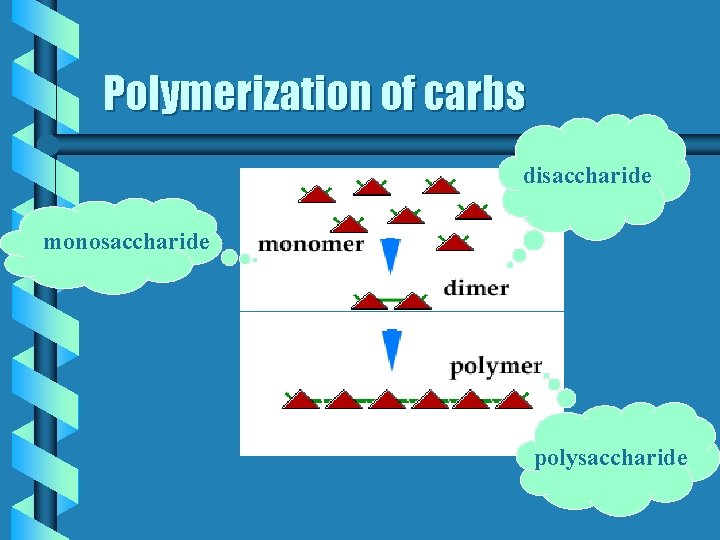 Polymerization of carbs disaccharide monosaccharide polysaccharide 