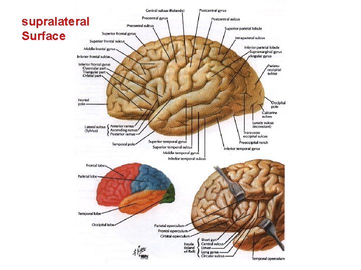 supralateral Surface 