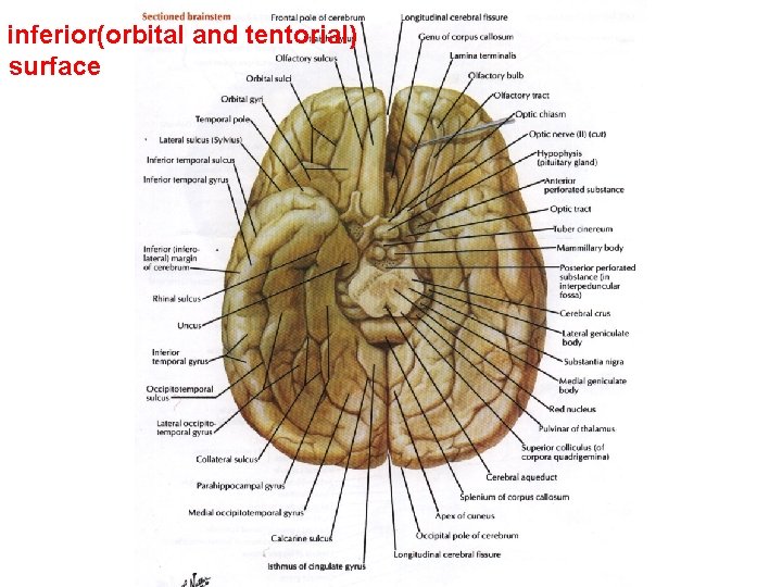 inferior(orbital and tentorial) surface 