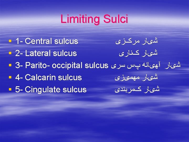 Limiting Sulci § § § 1 - Central sulcus ﺷیﺎﺭ ﻣﺮکﺰی 2 - Lateral