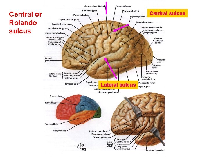 Central or Rolando sulcus Central sulcus Lateral sulcus 
