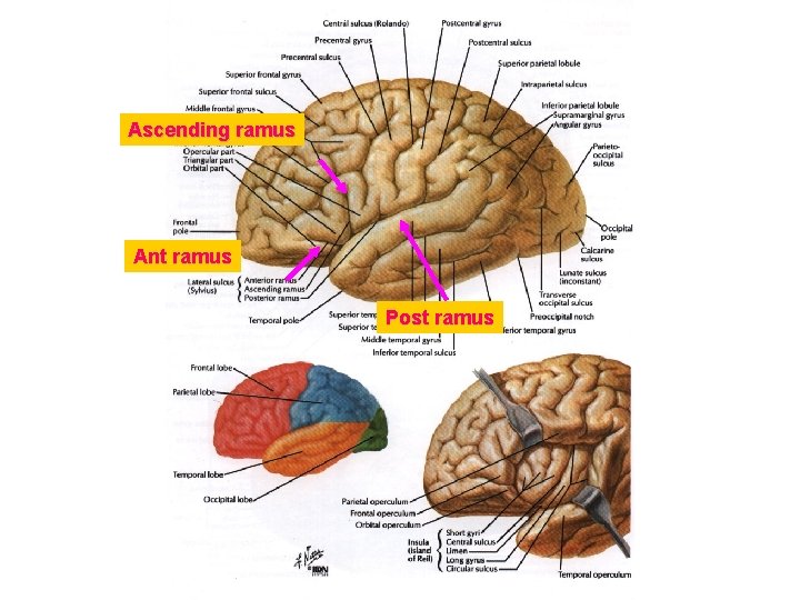 Ascending ramus Ant ramus Post ramus 