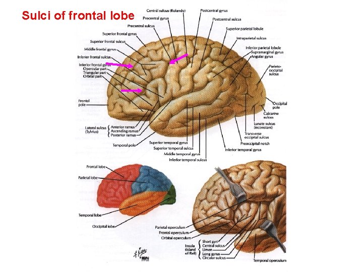 Sulci of frontal lobe 