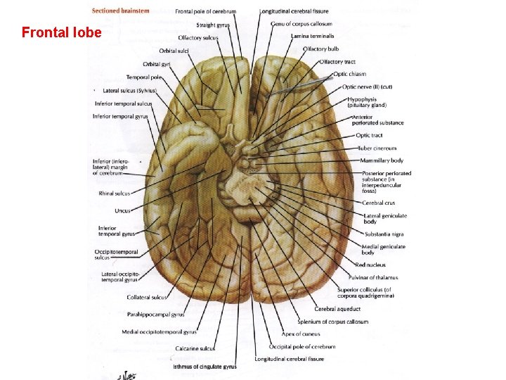 Frontal lobe 