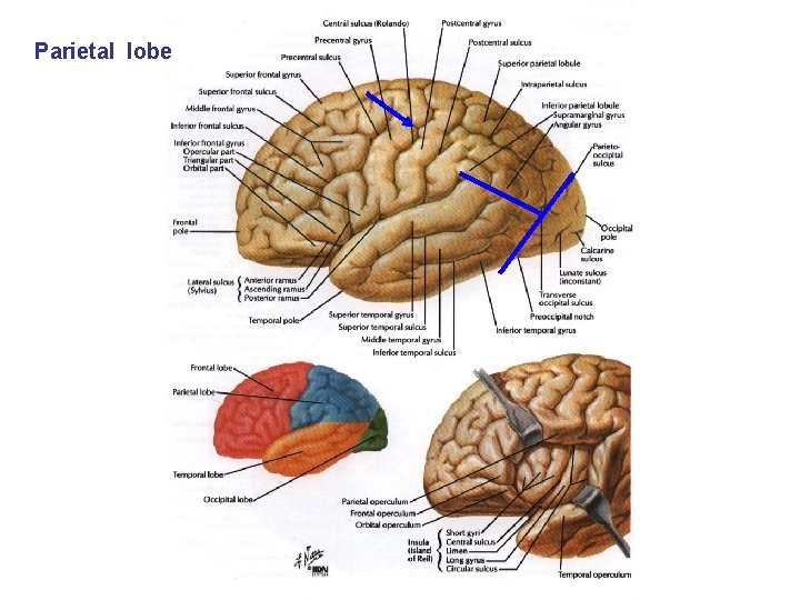 Parietal lobe 