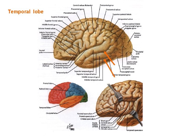 Temporal lobe 