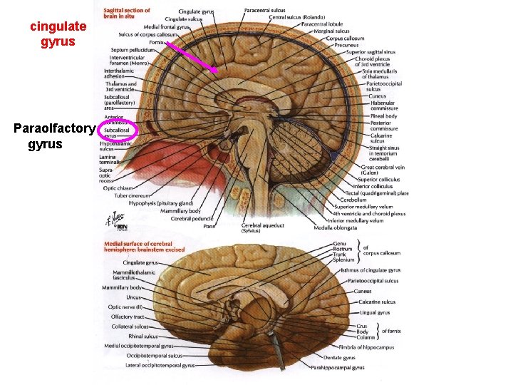 cingulate gyrus Paraolfactory gyrus 