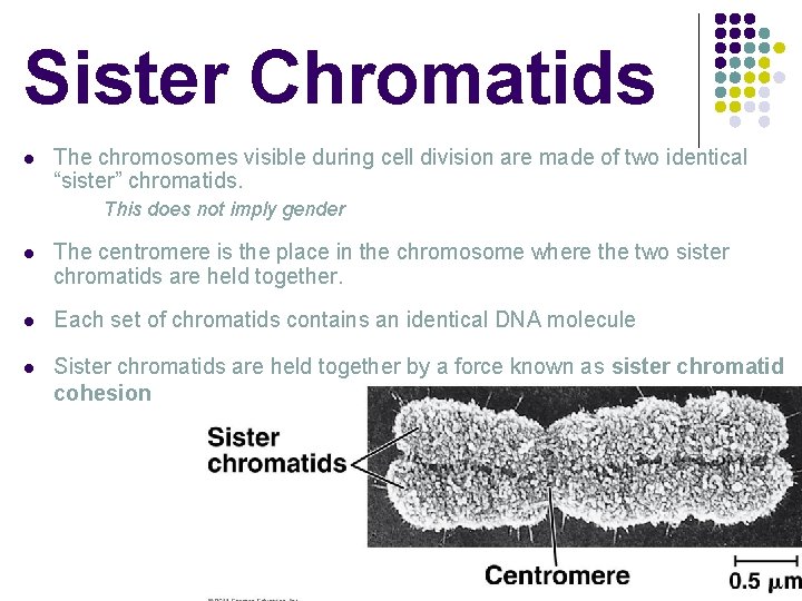 Sister Chromatids l The chromosomes visible during cell division are made of two identical