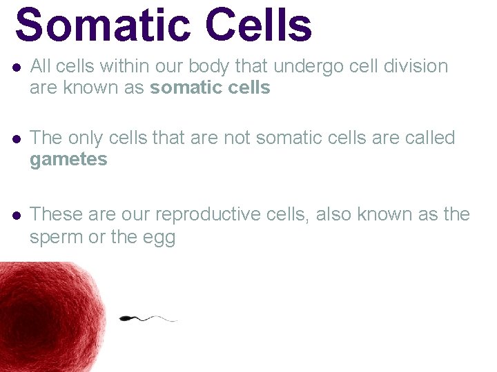 Somatic Cells l All cells within our body that undergo cell division are known