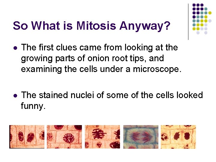 So What is Mitosis Anyway? l The first clues came from looking at the