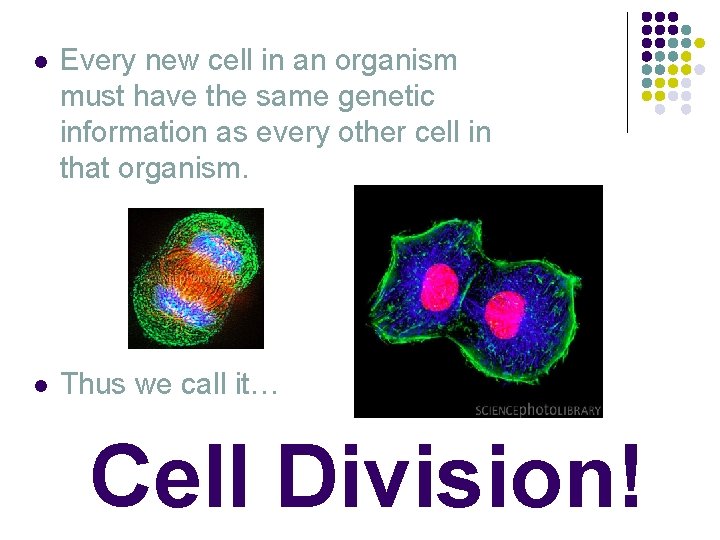 l Every new cell in an organism must have the same genetic information as