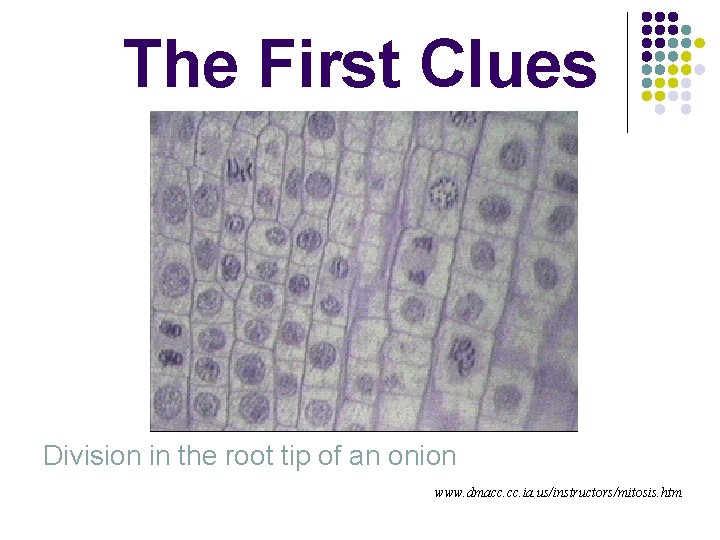 The First Clues Division in the root tip of an onion www. dmacc. ia.
