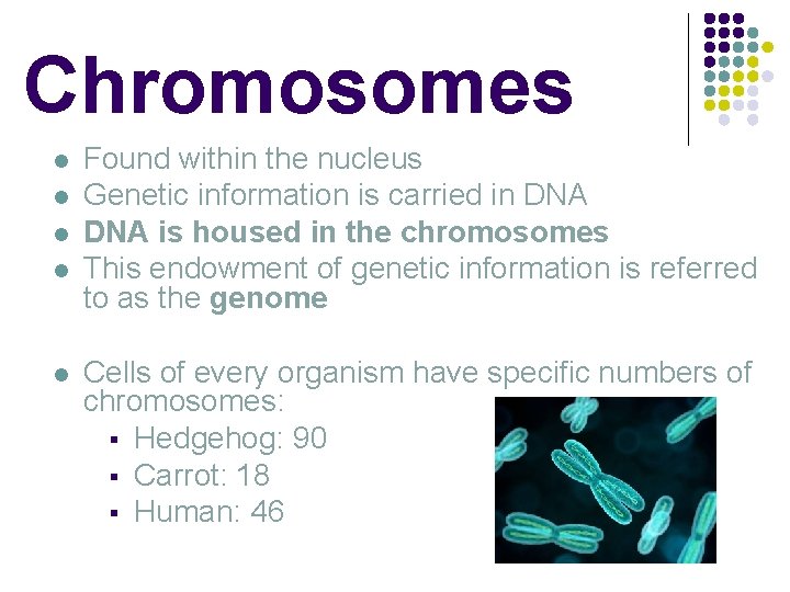 Chromosomes l l l Found within the nucleus Genetic information is carried in DNA