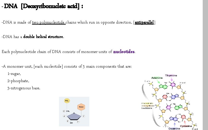 - DNA [Deoxyribonucleic acid] : -DNA is made of two polynucleotide chains which run