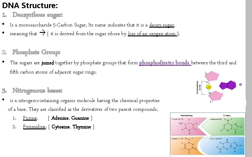 DNA Structure: 1. Deoxyribose sugar: • Is a monosaccharide 5 -Carbon Sugar, Its name