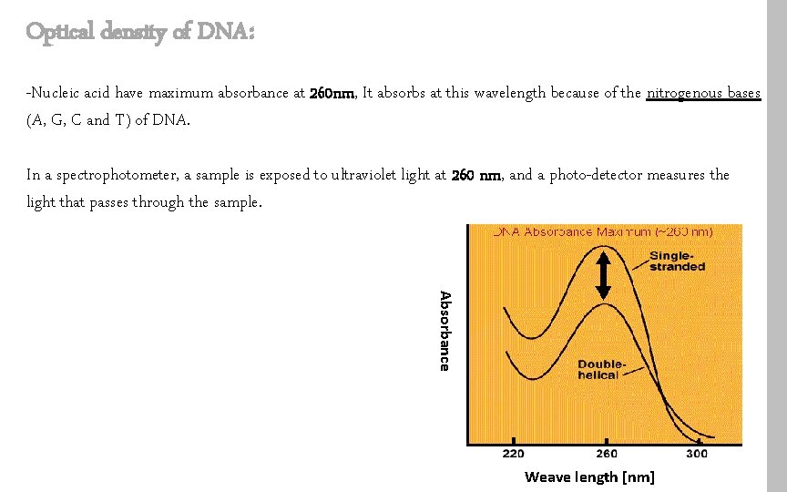 Optical density of DNA: -Nucleic acid have maximum absorbance at 260 nm, It absorbs