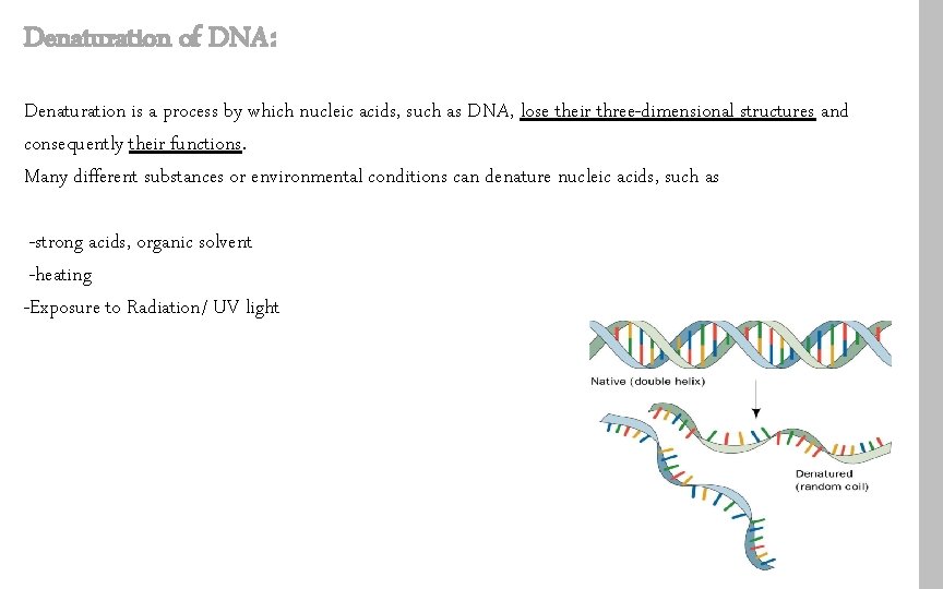 Denaturation of DNA: Denaturation is a process by which nucleic acids, such as DNA,