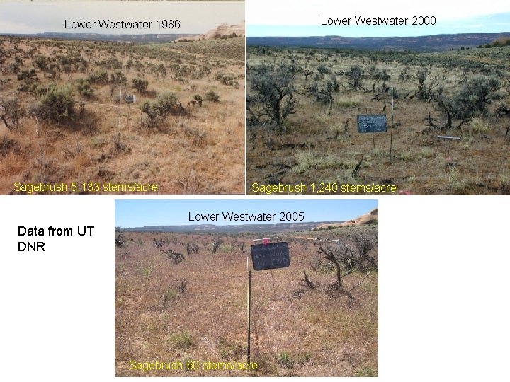 Lower Westwater 2000 Lower Westwater 1986 Sagebrush 5, 133 stems/acre Sagebrush 1, 240 stems/acre