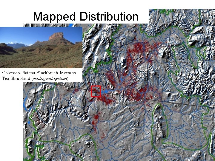 Mapped Distribution Colorado Plateau Blackbrush-Morman Tea Shrubland (ecological system) 