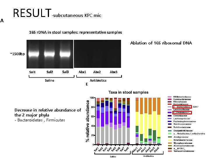 RESULT-subcutaneous KPC mic Ablation of 16 S ribosomal DNA Decrease in relative abundance of