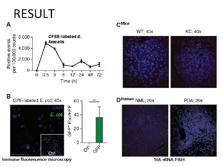 RESULT Mice CFSE-labeled E. faecalis Human immune fluorescence microscopy 16 S r. RNA FISH