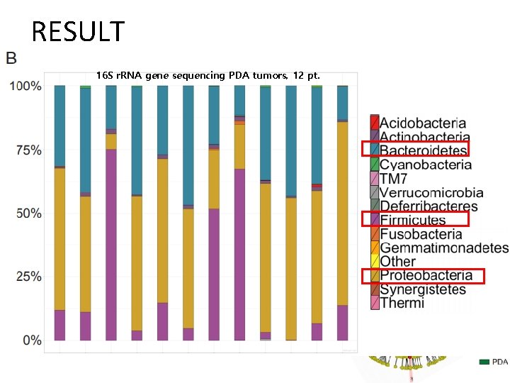 RESULT 16 S r. RNA gene sequencing PDA tumors, 12 pt. 